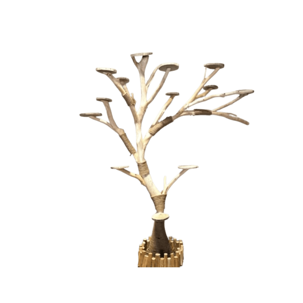 ต้นไม้แมว